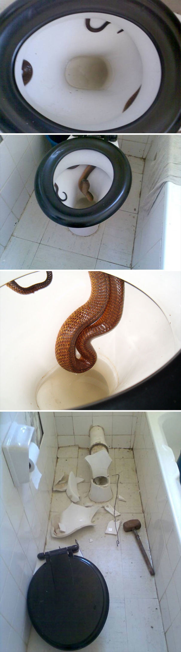 Rắn hổ mang cũng có thể xuất hiện bất thình lình trong bồn cầu, dọa người dân sợ chết khiếp.