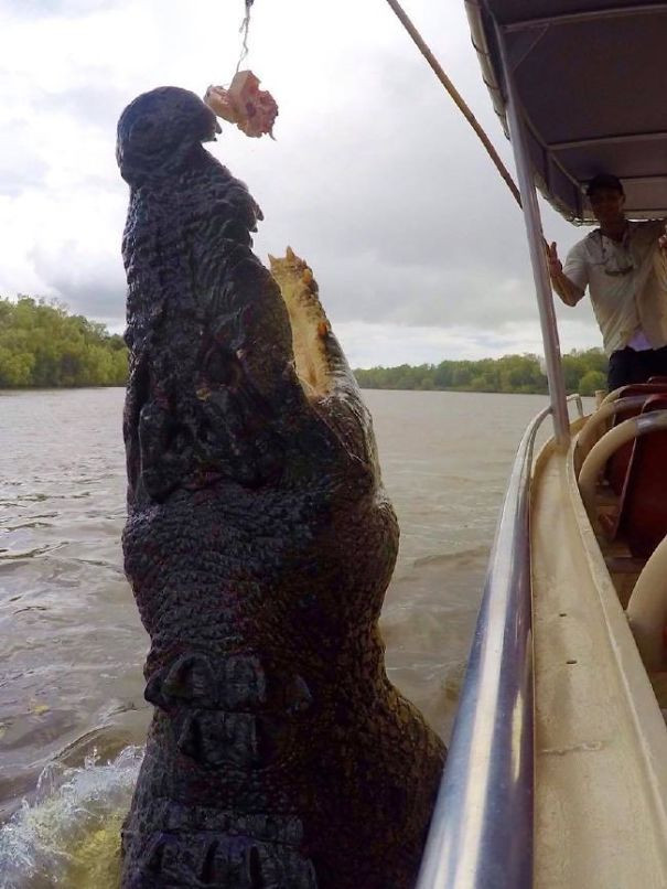 Cận cảnh sự khổng lồ của một con cá sấu nước mặt Crocodylus porosus. Đây là loài cá sấu sẽ làm thịt con người trong tích tắc nếu như chúng có cơ hội.