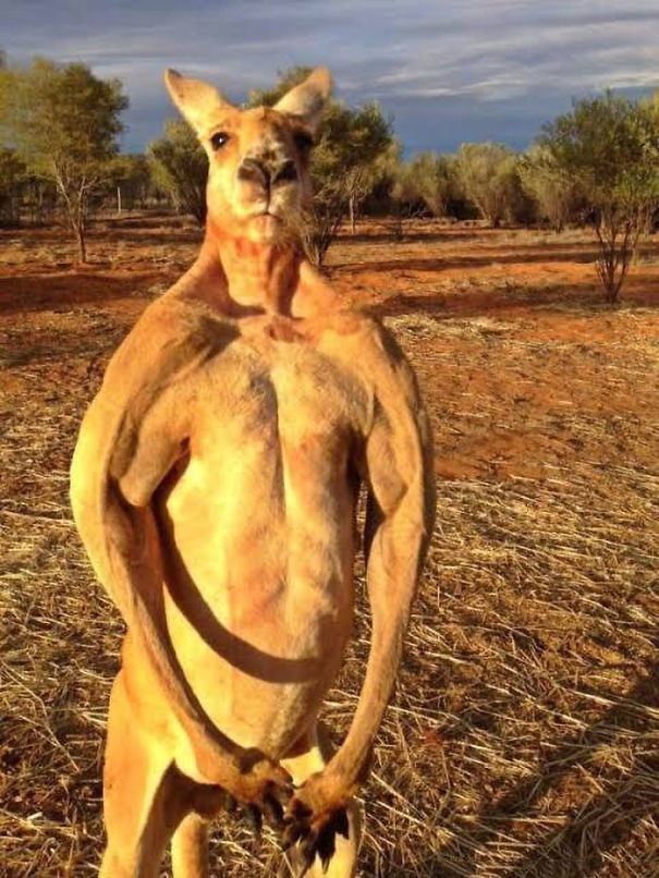 Động vật biểu tượng ở đất nước Australia, kangaroo - là loại động vật rất cơ bắp. Chúng không chỉ sở hữu móng vuốt sắc nhọn, còn có lực đá có thể khiến con người trọng thương.