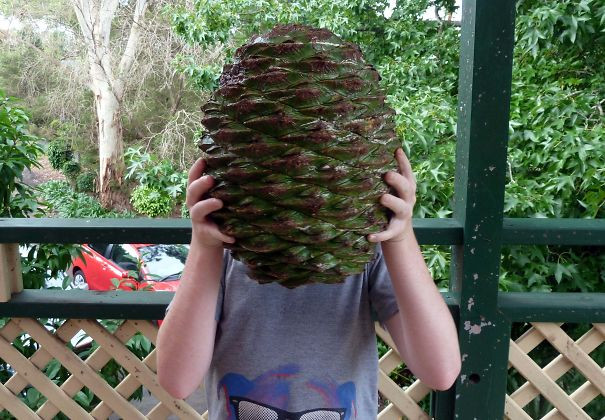Quả của cây Araucaria, đã được báo cáo là từng giết người khi rơi từ trên cành xuống.