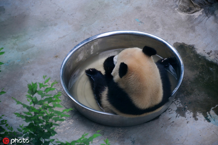Gấu trúc ngâm mình trong chậu tắm, nhất quyết không chịu bò ra vì quá nóng.