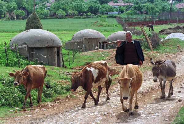 Người nông dân cho bò về nhà đi ngang qua những boongke bị bỏ hoang ở trên đường quê Kukës, Albania.