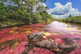 Những màu sắc này làm nổi bật cả con sông Cano Cristales khiến du khách mê đắm.
