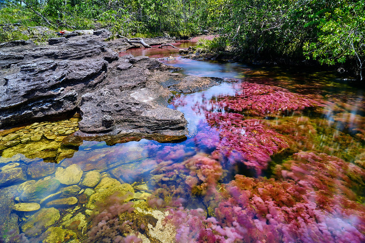 Vào thời điểm chuyển giao giữa mùa mưa và mùa khô, sông Cano Cristales nổi bật với các sắc màu: xanh lá, đỏ tươi, cam vàng và nâu sậm.