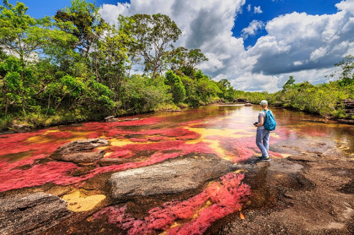 Từ đây, dòng sông Cano Cristales như khoác lên mình một bộ áo mới rực rỡ và bắt mắt hơn.