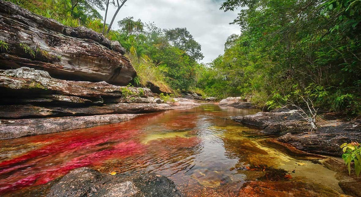 Khi ghé thăm dòng sông Cano Cristales, nhiều người không khỏi choáng ngợp trước màu sắc của con sông đẹp như trong tranh vẽ.