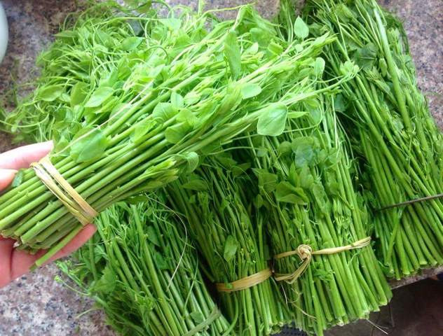 Rau bò khai: Loại rau dại này có hình dáng rất giống với ngọn su su. Tuy nhiên thân giòn và nhỏ hơn. Rau thường tập trung nhiều ở các tỉnh miền núi phía bắc. Rau bò khai có thể dùng để chế biến thành rất nhiều món ăn ngon. Ảnh: Linked.