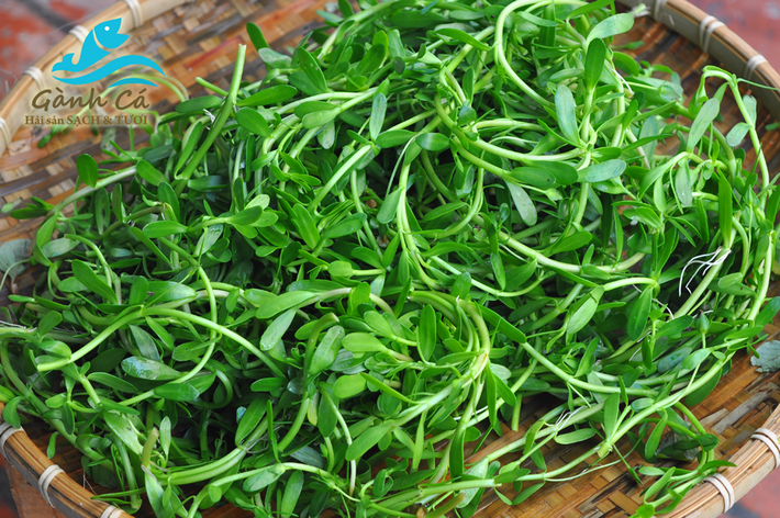 Rau đắng: Nếu ai đã từng một lần ghé qua miền Tây bạn sẽ được thưởng thức những món ngon tuyệt vời từ rau đắng. Ảnh: Hải sản Gành cá.