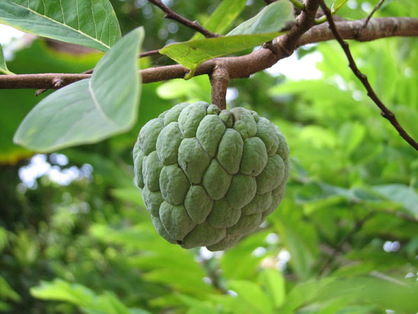 Các nghiên cứu chỉ ra rằng trong quả na chưa chín kỹ (na ương) có một lượng rất lớn Tannin khi kết hợp với thức ăn có thể làm cho hệ tiêu hóa trì chệ, giảm hấp thụ dinh dưỡng và tích tụ chất độc hại cho cơ thể. Ảnh: Mẹo triệt lông.