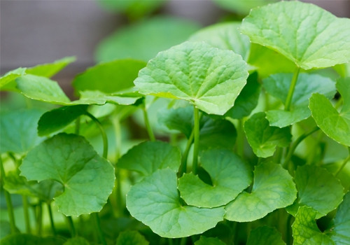 Để tránh gặp họa do ăn uống nước rau má, mỗi người trung bình mỗi ngày chỉ nên dùng 40 g rau má, nhưng không được dùng quá 1 tháng. Ảnh: Vuonthucvat.