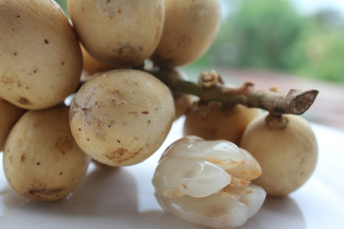 Tuyệt đối không nhai hạt bòn bon vì hạt không chỉ đắng mà còn có thể gây ngộ độc. Namlimxanh.
