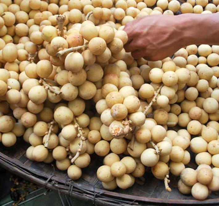 Không cắn trực tiếp vỏ bòn bon mà nên dùng tay để tách lấy phần thịt vì vỏ ăn trực tiếp cũng có một số chất độc hại không tốt cho cơ thể. Ảnh: Đặc sản làm quà.