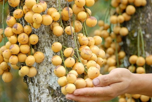Trong quả bòn bon có rất nhiều chất xơ, nếu bạn ăn 100g bòn bon có thể hấp thụ được khoảng 2g chất xơ cho cơ thể tương đương với 8-11% lượng chất xơ cần thiết hằng ngày. Ảnh: Herbalife Việt Nam.