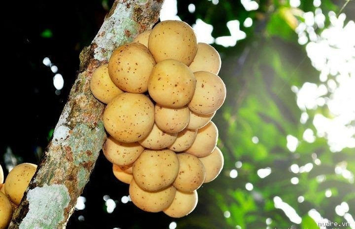 Ăn nhiều bòn bon cải thiện tiêu hóa, phòng chống táo bón và giảm nguy cơ các bệnh tim mạch. Ảnh: VOV.