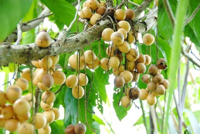 Quả bòn bon hay còn gọi là quả dâu da đất có trái hình tròn nhỏ, vỏ dẻo bao quanh lớp cơm màu trắng trong chia thành 5, 6 múi. Được mệnh danh là "trái quý của phương nam" bởi không chỉ là loại quả ngon mà còn là dược liệu chữa bệnh tốt. Ảnh: Blog Kiến thức.