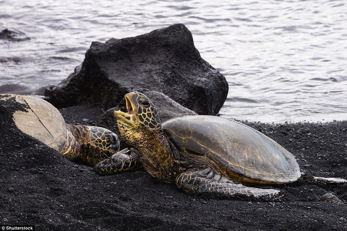 Rùa biển Hawksbill (8.000 rùa cái đẻ trứng): Như các loài rùa biển khác, Hawksbills chịu sự đe dọa từ việc môi trường sống và sinh sản bị phá hủy, trứng bị lấy trộm, ô nhiễm, phát triển bờ biển và các nguy cơ từ ngành ngư nghiệp. Chúng xuất hiện ở Đại Tây Dương, Ấn Độ Dương và Thái Bình Dương.