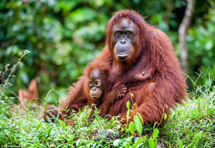Đười ươi Sumatra (14.613 cá thể): Dù đã được Indonesia đưa vào danh sách bảo vệ theo luật pháp từ 1931, đười ươi vẫn bị bắt và giữ trong các gia đình vì được coi là biểu tượng quyền lực. Ở Một số khu vực khác, chúng bị bắt lấy thịt và bị đe dọa do nạn phá rừng. Du khách có thể chiêm ngưỡng loài vật tuyệt vời này ở Sumatra và Indonesia.