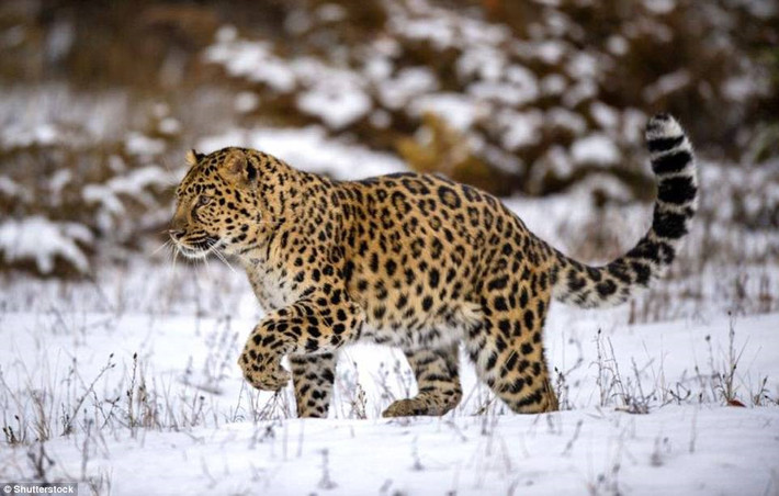 Báo Amur (70 cá thể): Báo Amur là loài sống kín đáo, thích rừng rậm hơn trảng cỏ hay khu có dân cư sinh sống. Chúng có thể đạt vận tốc 58 km/h. Theo báo cáo của WWF (Quỹ bảo vệ động vật hoang dã thế giới), chúng được tìm thấy ở Nga và Trung Quốc.
