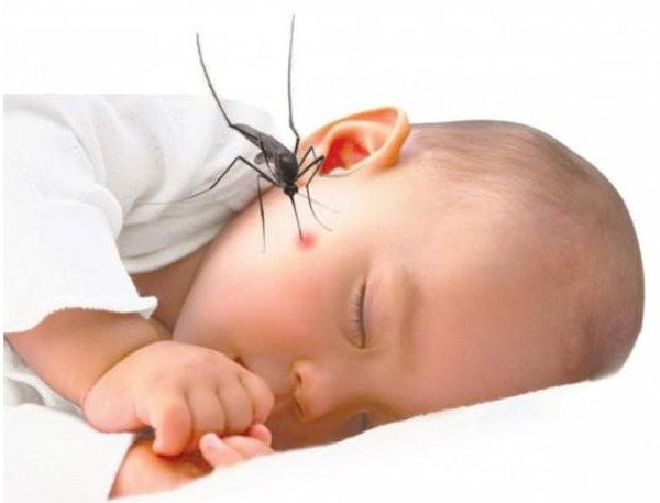 Khi bị sốt xuất huyết, có thể tham khảo những bài thuốc dân gian sau nhằm hỗ trợ, giúp giảm bớt những biến chứng xấu có thể xảy ra khi bị sốt xuất huyết. Ảnh: Khoa học tv.