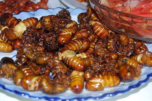Ve sầu: nhộng ve sầu chiên giòn là món ăn từ côn trùng cực kì khoái khẩu của các tín đồ nhậu, có rất nhiều cách khác nhau để chiên ve sầu. Ảnh: Vnexpress