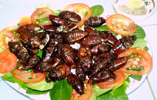 Bọ hung sau khi làm thật sạch có thể rang lên hoặc xào với măng làm đồ nhậu hay ăn cơm đều được. Ảnh: Vietnamnet