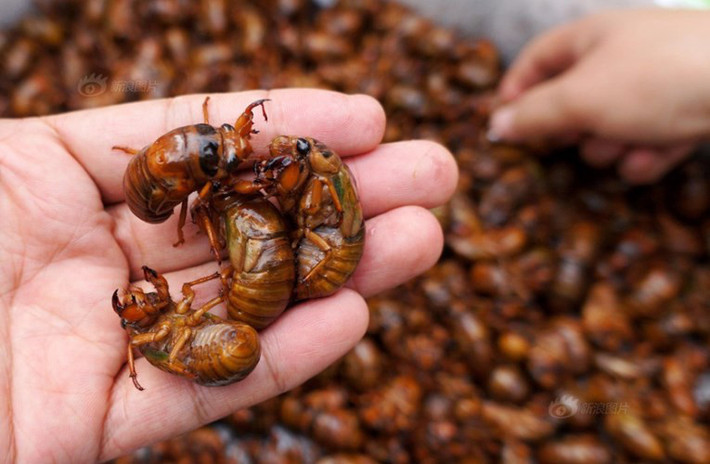 Bên cạnh các món chiên bạn cũng có thể chế nấu cháo ve sầu, xào hành hoặc kho đều được. Ảnh: Báo mới