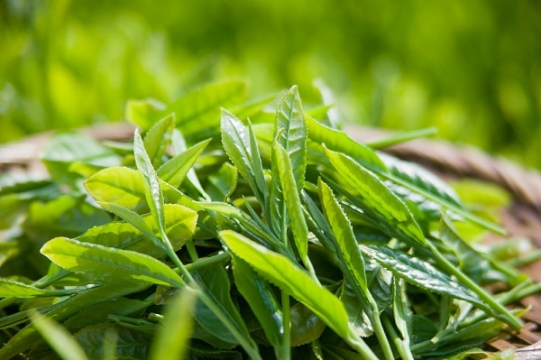Trà xanh: Loại nước uống quen thuộc với người dân Việt Nam, lại có công dụng detox mùa hè rất tốt. Trà xanh từ lâu không chỉ được biết đến với công dụng thanh lọc cơ thể, phòng chống ung thư mà còn giúp giảm mỡ, giảm cholesteron rất hữu hiệu. Ảnh: Mẹo vặt đời sống.