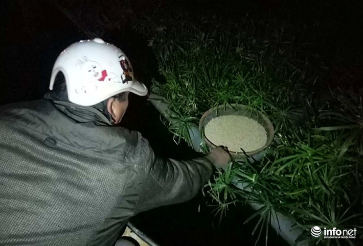 Trước khi thả thiên nga xuống hồ, đơn vị chức năng đã phải tìm chỗ tạm thời để đặt thức ăn trong đêm và sáng hôm sau cho thiên nga. (Trong ảnh: nhân viên Công ty thoát nước Hà Nội đặt thức ăn tại các khóm thuỷ sinh trên hồ Thiền Quang)