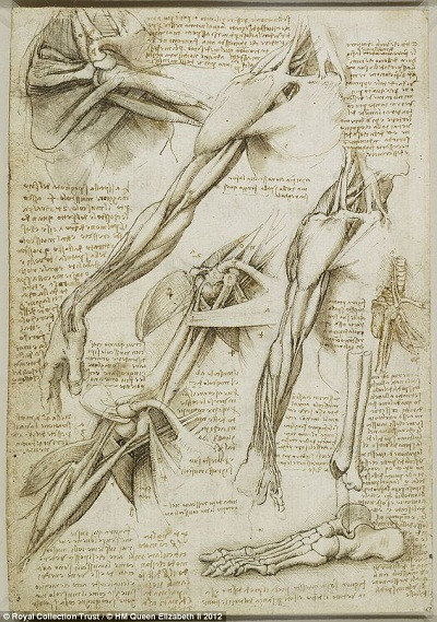 Leonardo da Vinci cũng là nhà nghiên cứu giải phẫu học tài năng. Nhờ khả năng nắm vững cơ chế vận động của cơ thể người mà các nhân vật xuất hiện trong tranh danh họa này luôn có được vẻ đẹp tự nhiên, chân thực.