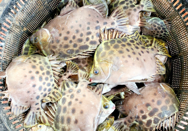 Nhắc đến Quảng Ninh, những tín đồ đam mê ẩm thực không thể quên được những món hải sản hấp dẫn với cách chế biến dân dã. Một trong số đó là cá hói nướng "nguyên thủy" trên than hoa. Ảnh: Báo Quảng Ninh.