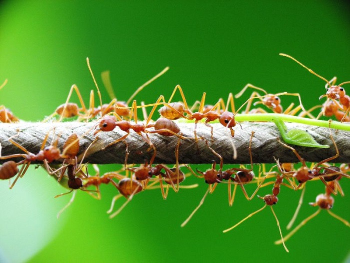 Kiến vàng sinh sống trên các cành cây, làm tổ ở những nơi cao. Những ổ kiến vàng có trứng được xem là “lộc rừng”. Đặc biệt vào mùa mưa từ tháng 5 trở đi, người Ê đê thường chọn thời điểm này đi "săn" kiến vàng vì đa phần chúng sẽ làm tổ và đẻ trứng nhiều.