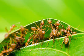 Đặc điểm đặc biệt của con kiến vàng là nằm ở phần bụng và thân vì phần này có dịch chua nên muối có vị chua chua kèm với vị cay cay của ớt rừng khiến cho hương vị rất đặc trưng và kỳ lạ.