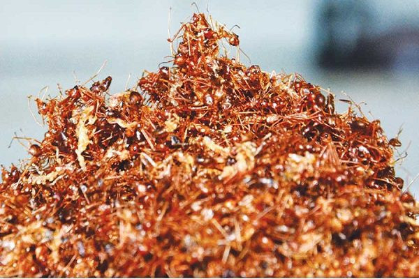 Có được thành phẩm muối kiến, người Gia Lai phải tốn rất nhiều thời gian để loại bỏ cát, bụi bẩn trong kiến. Chỉ có như thế, kiến mới sạch, muối kiếm làm ra mới ngon và bảo quản được lâu.