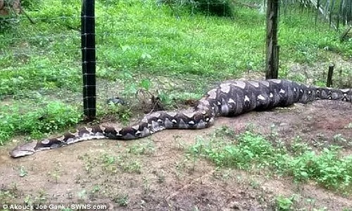 Con trăn này dài tới dài 4,9 m và mắc kẹt tại hàng rào thép gai do bụng phình to vì tiêu hoá con mồi quá khổ.