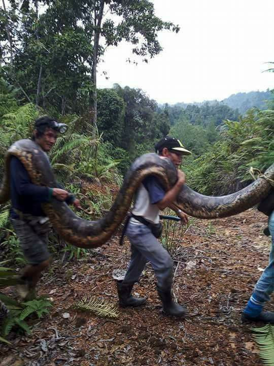 Nhóm thợ săn này quyết định dùng súng bắn chết hai con trăn và khiêng nó về làng mổ thịt liên hoan.