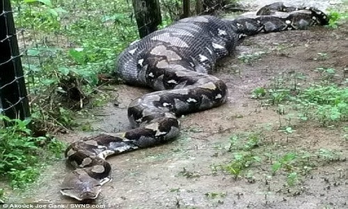 Tại ngôi làng hẻo lánh thuộc bang Pahang, Malaysia, người dân cũng từng bắt được con trăn khổng lồ háu ăn đang nuốt chửng những con dê ở trang trại.
