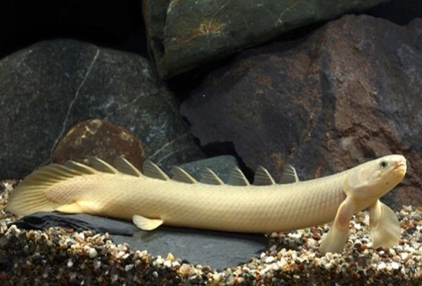 Cá Bichir có khả năng thích nghi cuộc sống từ dưới nước lên sống lên trên cạn từ 400 triệu năm trước.