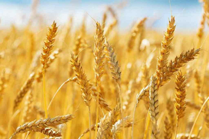 Nhờ vậy, Ukraine trở thành một trong những quốc gia hàng đầu trong lĩnh vực sản xuất lúa mì.