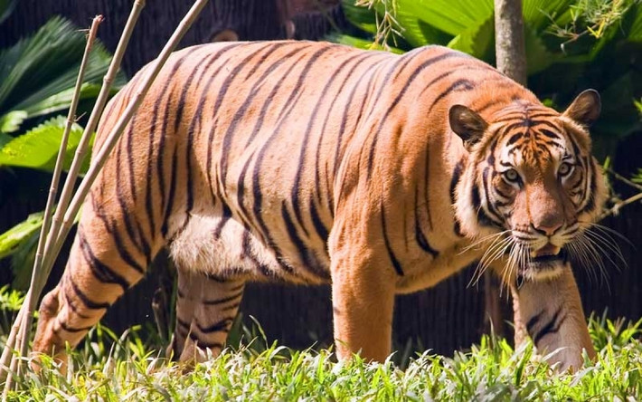 Hổ Mã Lai là loài động vật quý hiếm của Malaysia. Số lượng cá thể hổ này trong tự nhiên đã giảm từ khoảng 500 con vào đầu những năm 2000 xuống còn dưới 150 con hiện nay.