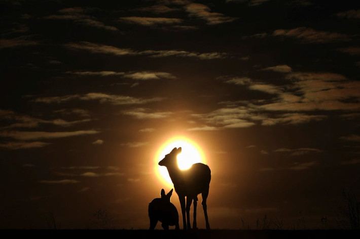 Hươu đuôi trắng in bóng hoàng hôn ở Buffalo, New York, Mỹ. (Ảnh: Carlo Allegri/Reuters)