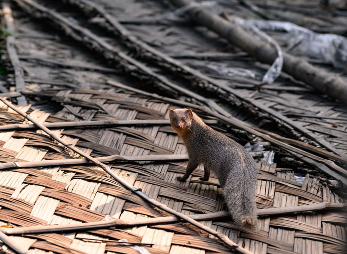 Một chú cầy mongoose xám Ấn Độ trèo qua mái của một ngôi nhà ở Tehatta, Tây Bengal, Ấn Độ. (Ảnh: Soumyabrata Roy/NurPhoto/Rex/Shutterstock)
