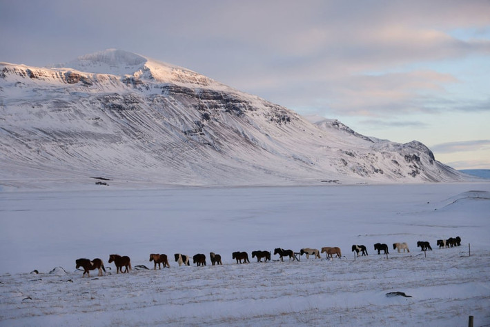 Những chú ngựa Iceland di chuyển trên tuyết ở Hunavatnshreppur. Đây là giống ngựa duy nhất sở hữu 5 kiểu di chuyển khác nhau, trong khi những giống ngựa khác thường chỉ có 3 hoặc 4 kiểu di chuyển. (Ảnh: Nacho Doce/Reuters)