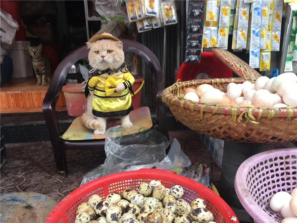 Được biết, những trang phục mà Quốc Phong diện cho con vật cưng của mình mỗi khi ra đường đều được cậu đặt mua bên Trung Quốc.