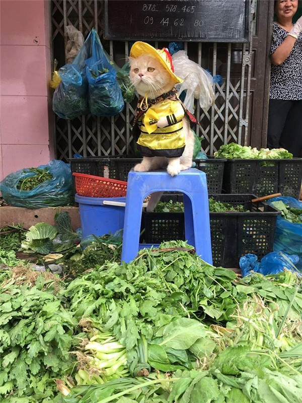 Mấy ngày nay, hình ảnh một chú mèo ở Hải Phòng có khuôn mặt đăm chiêu, mặc trang phục hoàng thượng ngồi bán hàng tại một khu chợ ở Hải Phòng được lan truyền, khiến các tín đồ yêu mèo phải "phát cuồng". Ảnh: Lê Quốc Phong cung cấp.