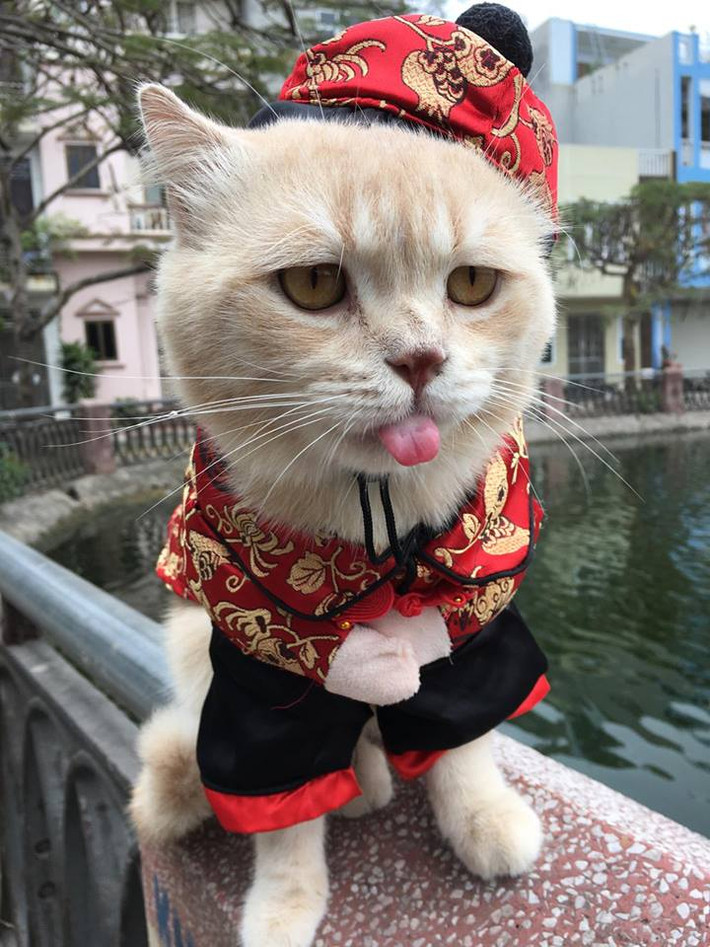 Mặc dù mang thân mèo nhưng con vật cưng này lại được cậu chủ đặt cho cái tên hơi trái ngược là... Chó. Lý giải về điều này, Quốc Phong cho biết do khi mua chú mèo này về cách đây 2 năm, cậu nhận thấy nó có đặc điểm là cứ há mồm thở và thè lưỡi như chó nên quyết định đặt luôn tên nó là Chó.