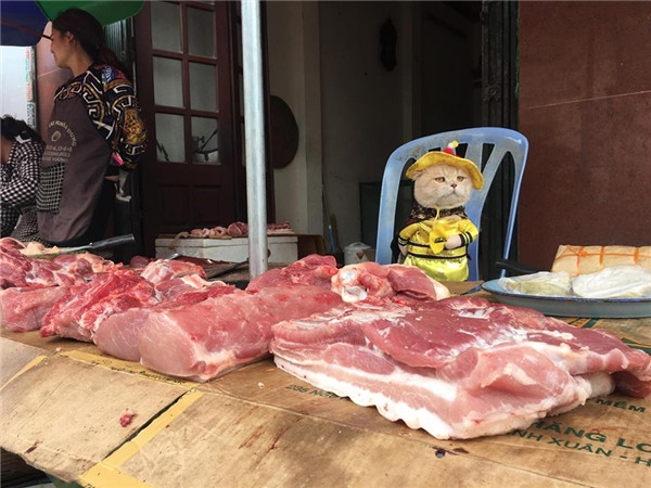 Xung quanh những bức ảnh Chó ngồi bán hàng như thật ở ngoài chợ, cậu chủ trẻ cho biết: "Nhà mình ở ngay chợ Hòa Bình (Hải Phòng) nên thường hay mang Chó đi theo và chụp ảnh. Chó đi ra chợ, lại còn mặc trang phục đáng yêu nên ai cũng thích".