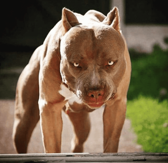 Cần xem xét việc có nên tiếp tục cho phép nuôi chó pitbull trong nhà hay không? là câu hỏi dư luận đặt ra. Thực tế, sau khi có những hệ lụy đáng tiếc do giống chó này gây ra, nhiều quốc gia đã ban bố lệnh cấm nuôi chó pitbull. (Ảnh minh họa)