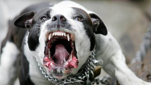Điểm một số vụ việc trên để thấy hiểm họa đến từ chó hung hãn pitbull mà nhiều người vẫn gọi là “thú cưng” nuôi chiều trong nhà, thậm chí không rọ mõm khi cho ra đường. Pitbull là giống chó dữ, hiếu chiến, bền bỉ, gan lì, được mệnh danh là "sát thủ máu lạnh" hay còn được gọi là "chó chiến binh", "võ sĩ giác đấu". Giống chó này được nuôi ở nhiều quốc gia để trông giữ nhà, hay sử dụng trong những cuộc chọi chó. Tuy nhiên, việc nuôi chó dữ trong nhà đã mang lại nhiều tai họa. (Ảnh minh họa)