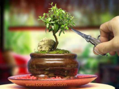 Việc chăm sóc cây cũng đòi hỏi kỹ năng và sự khéo léo.