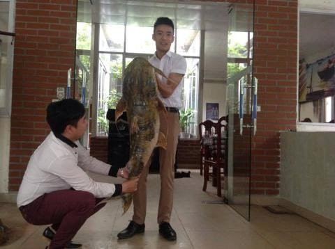 Ngày 15/9/2015, một con cá chiên "khủng" hay còn gọi là cá tiến vua với trọng lượng lên đến 35 kg đã được anh Đỗ Hoàng Việt, chủ một cửa hàng ăn uống trên địa bàn quận Hà Đông đưa từ Tây Nguyên về Hà Nội. Anh Việt phải bỏ ra một số tiền lên đến hàng chục triệu đồng mới có thể sở hữu được chú cá chiên này.
